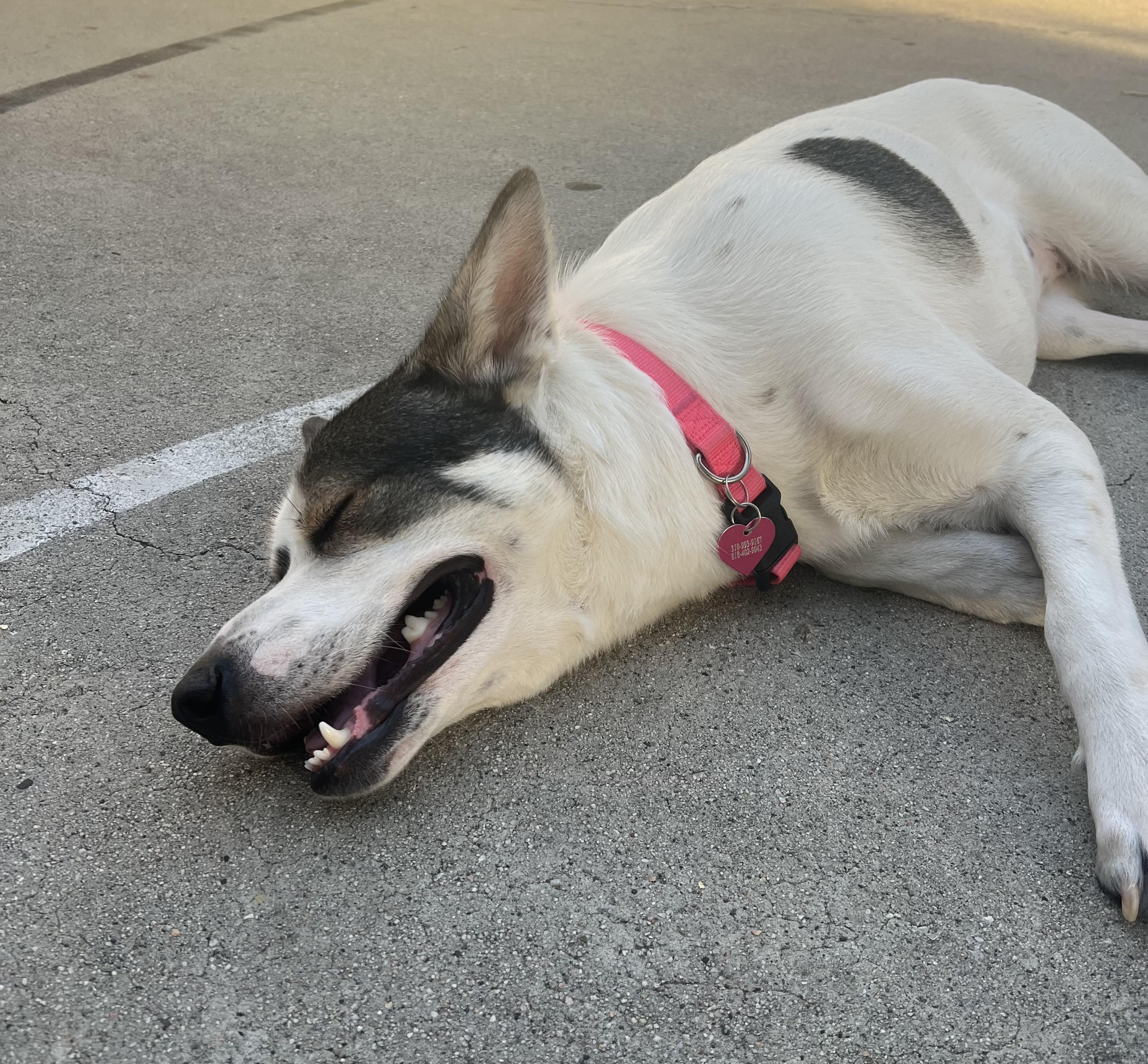 Enlarge Taki, a Adoptable mixed breed in Studio City, CA image 4/6