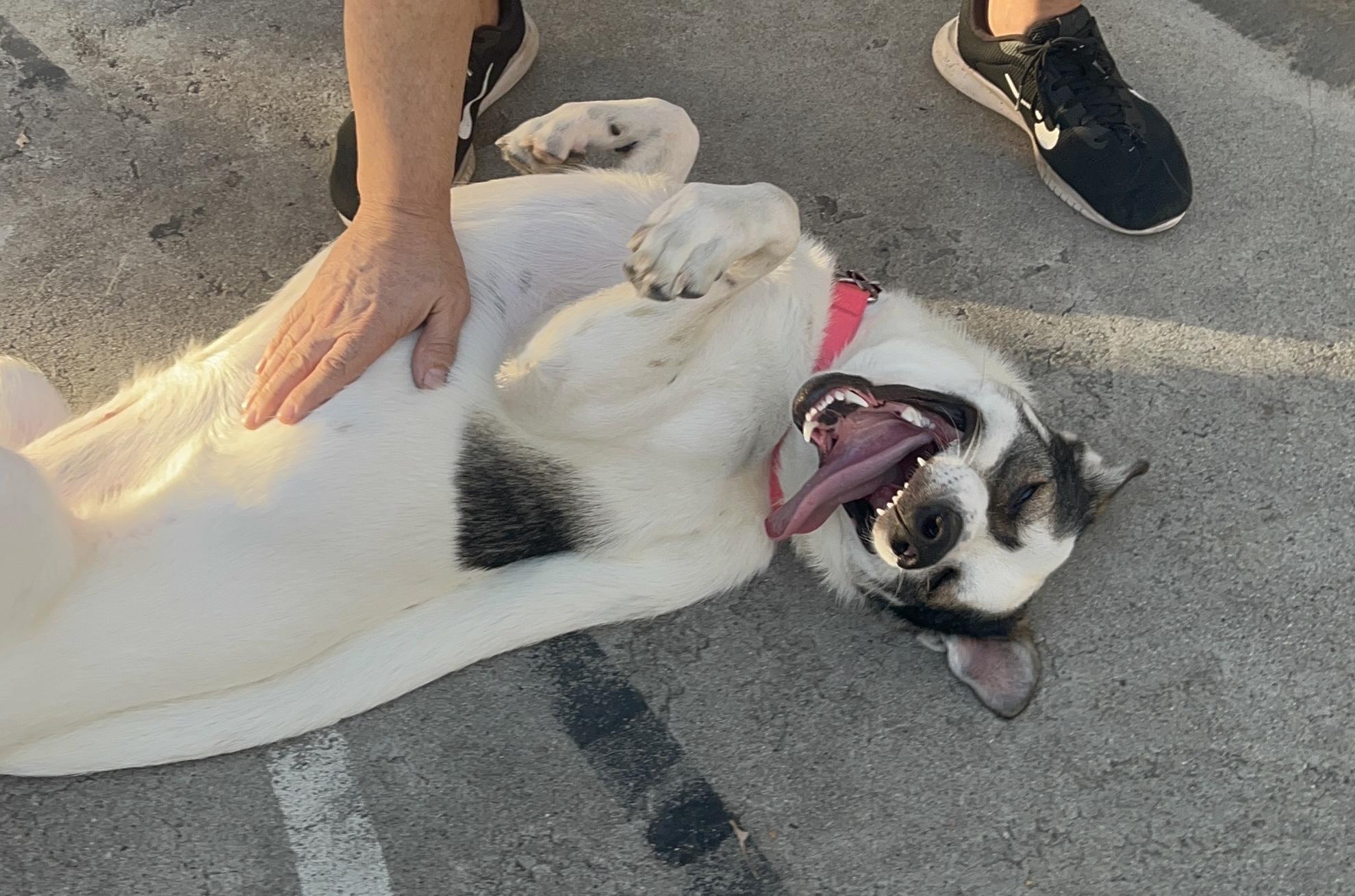 Taki, Adoptable, Adult Female Husky & German Shepherd Dog.