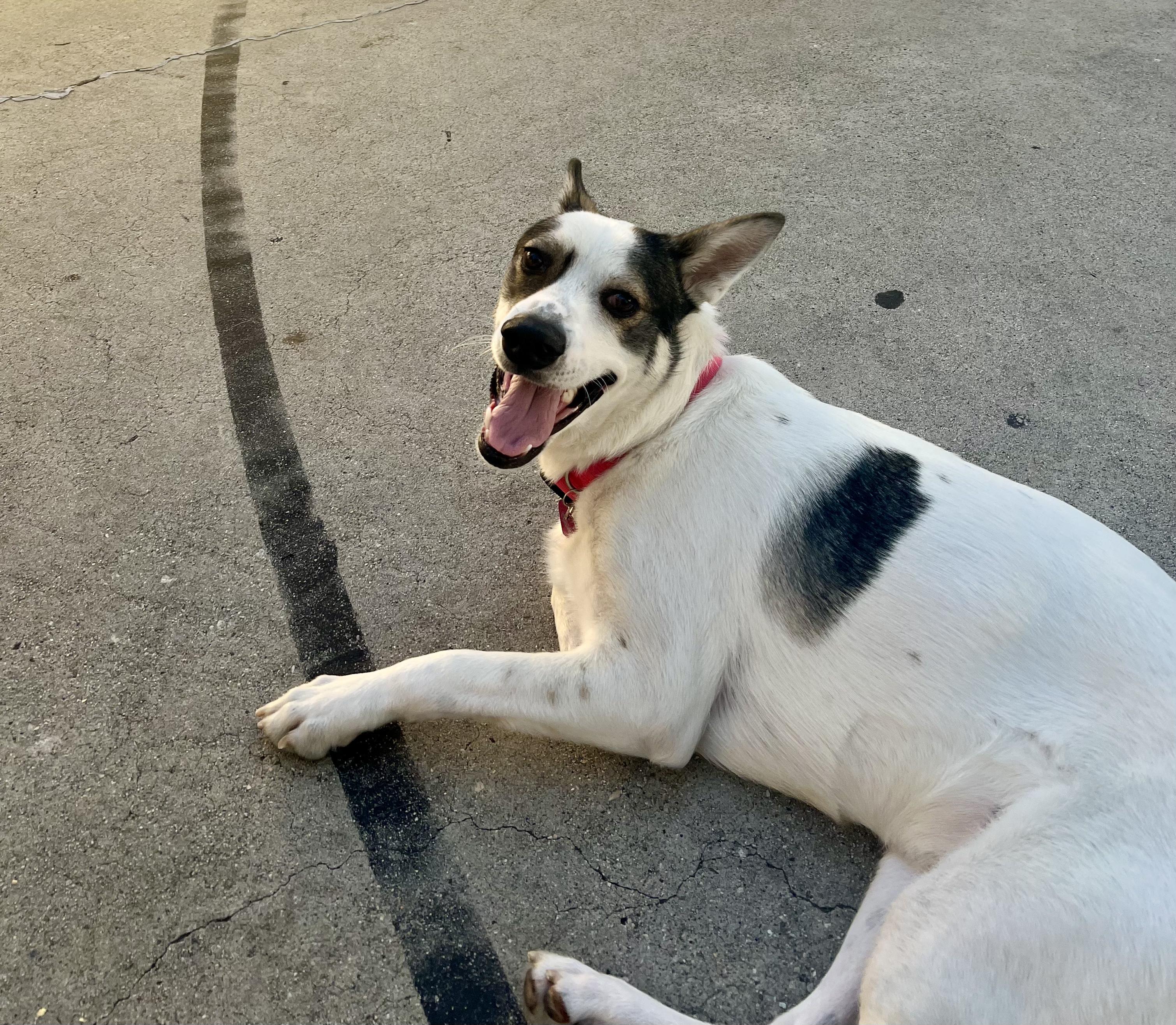 Enlarge Taki, a Adoptable mixed breed in Studio City, CA image 1/6