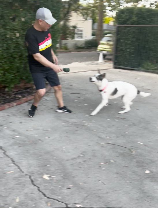 Enlarge Taki, a Adoptable mixed breed in Studio City, CA video 3/6