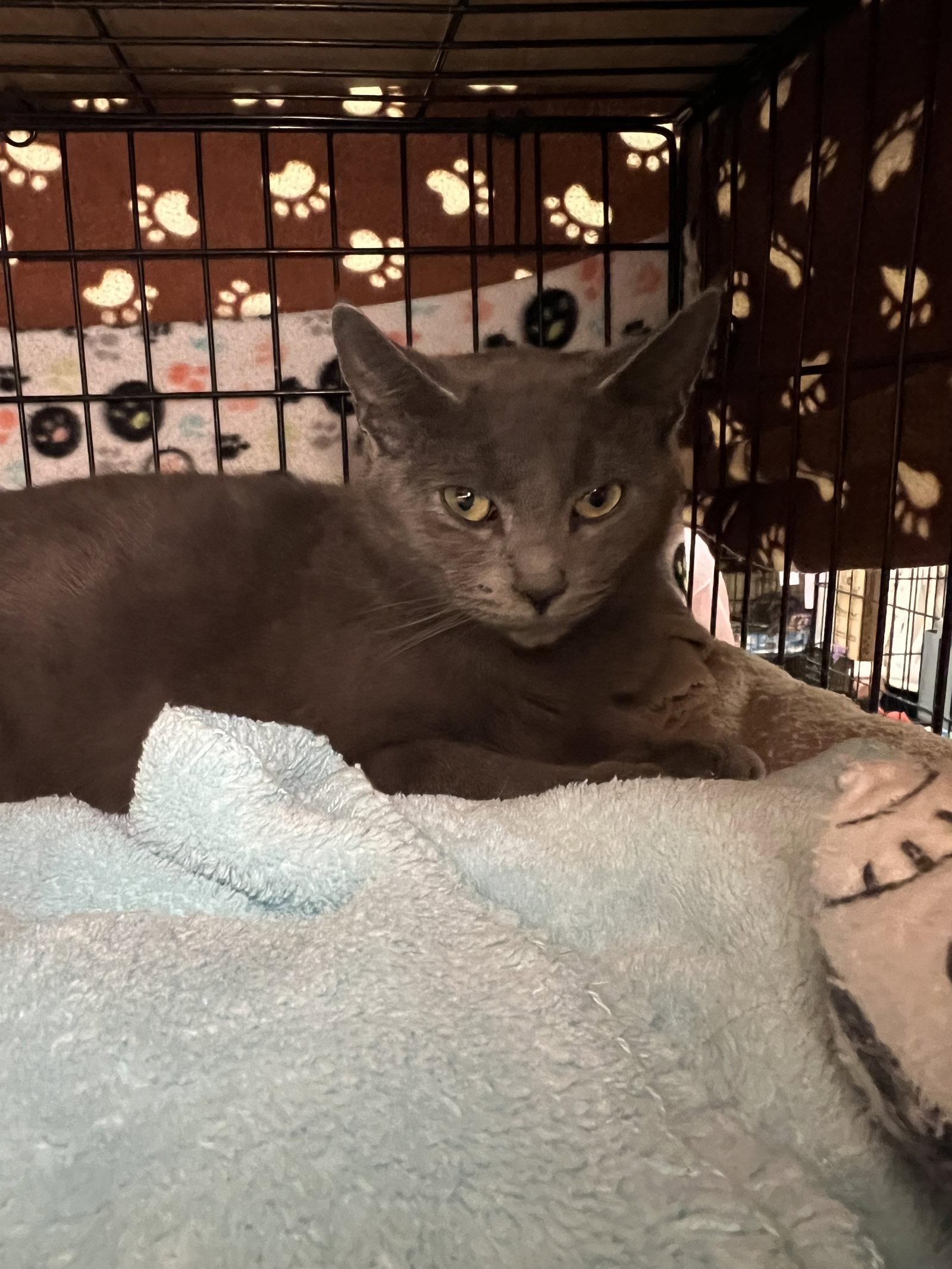 Enlarge Pistachio, a Adopted Domestic Short Hair in Blasdell, NY image 1/1