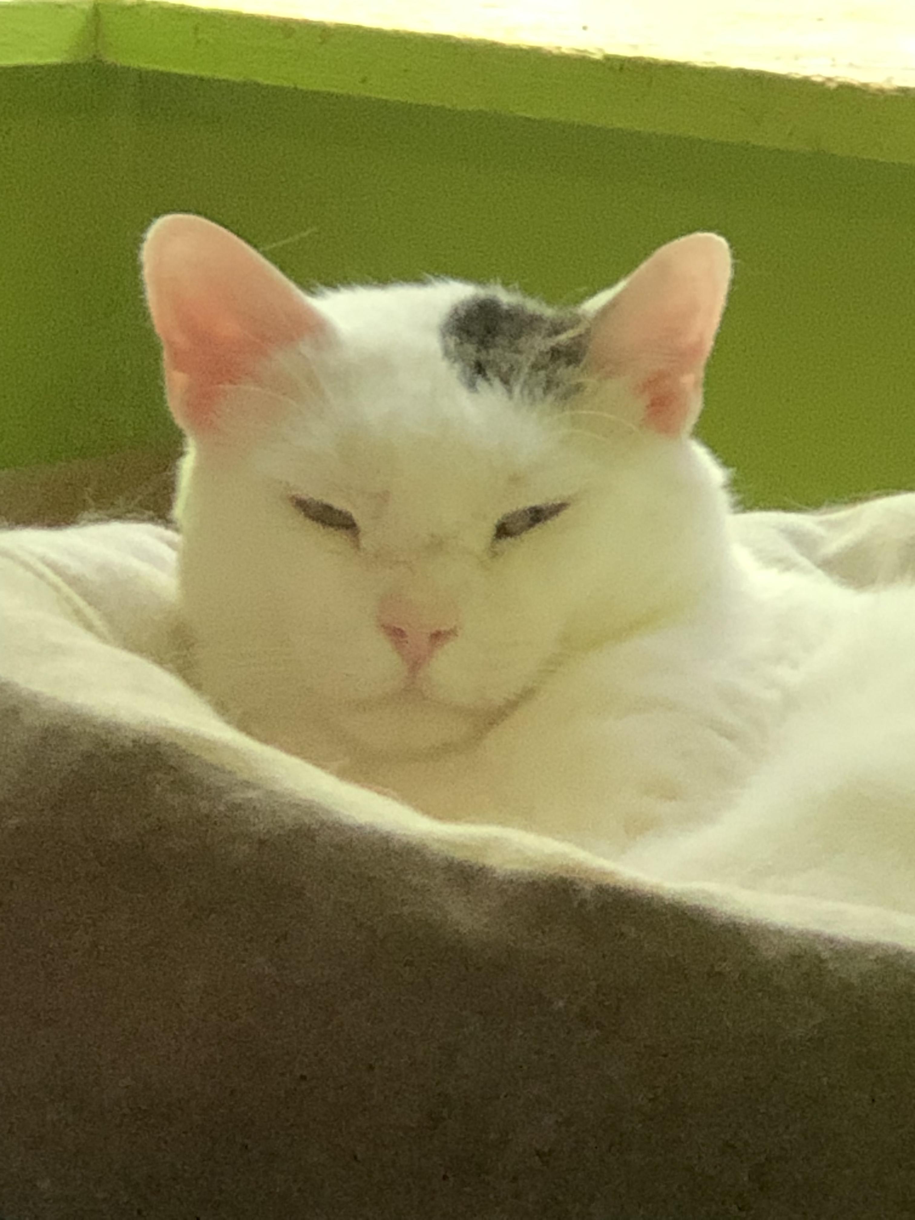 Enlarge Casper, a Adoptable Domestic Short Hair in New York, NY image 4/6