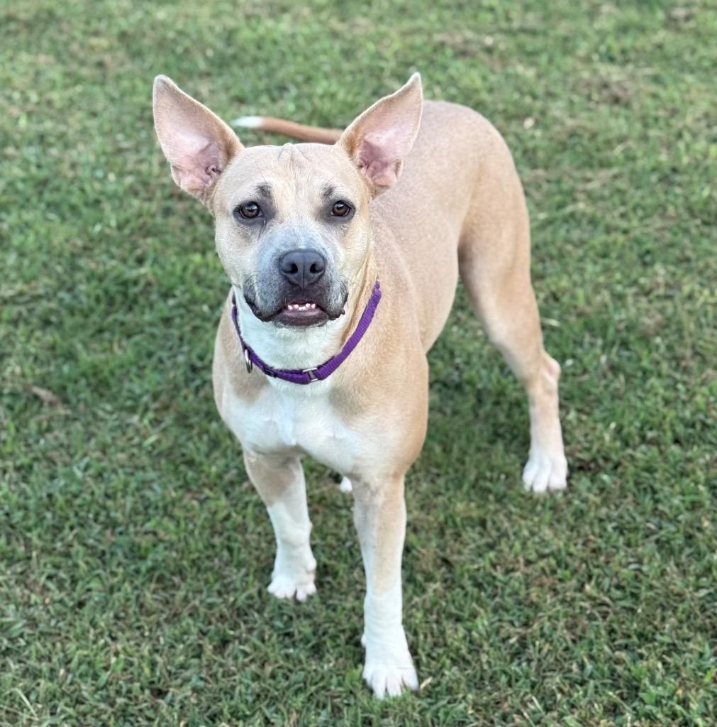 Autumn, a Adoptable mixed breed in Little Rock, AR image 1/6