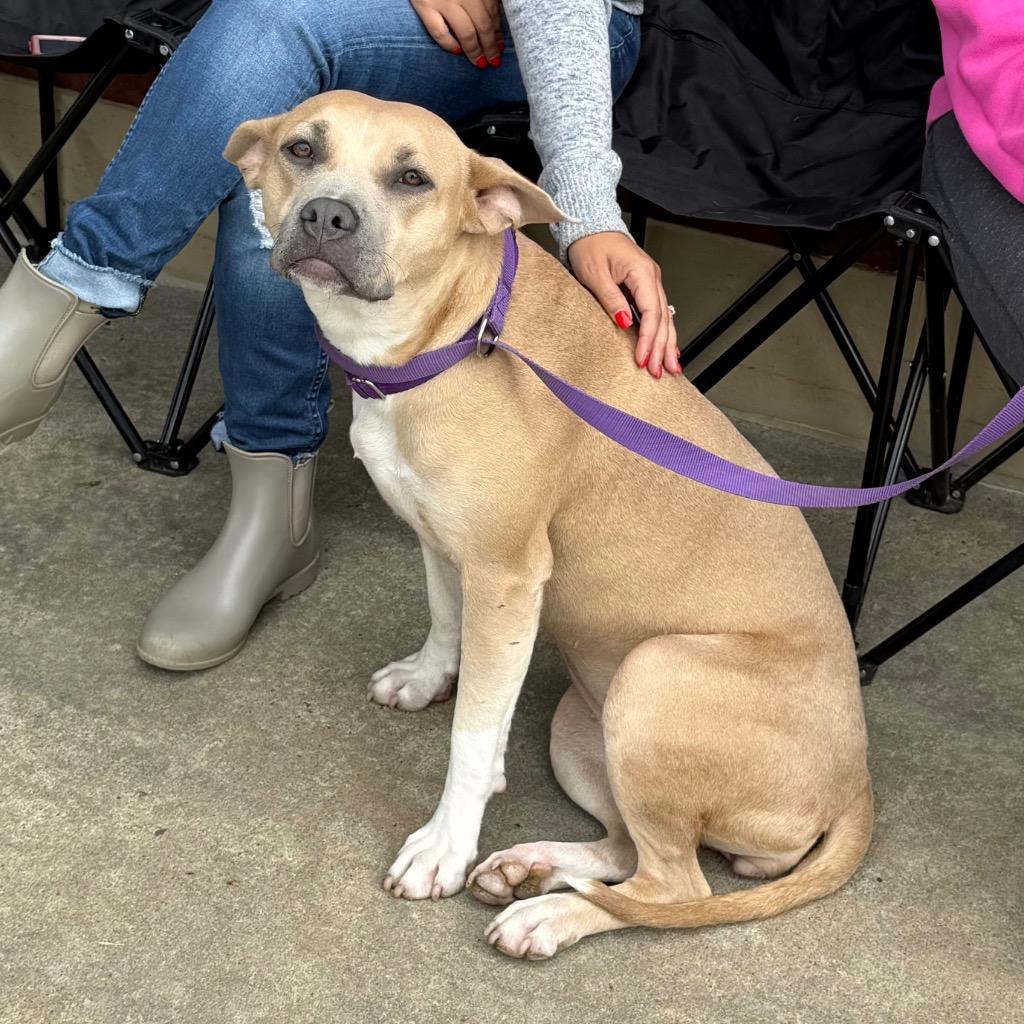 Enlarge Autumn, a Adoptable mixed breed in Little Rock, AR image 1/6