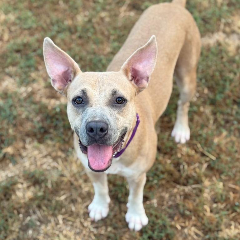 Enlarge Autumn, a Adoptable mixed breed in Little Rock, AR image 2/6