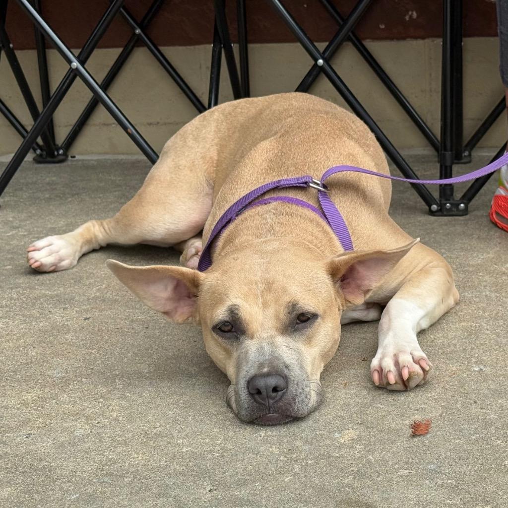 Enlarge Autumn, a Adoptable mixed breed in Little Rock, AR image 3/6