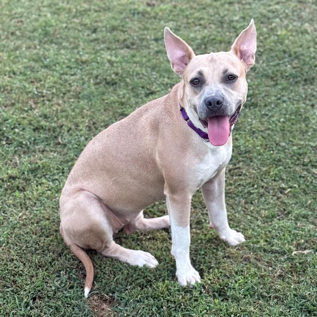 Enlarge Autumn, a Adoptable mixed breed in Little Rock, AR image 5/6