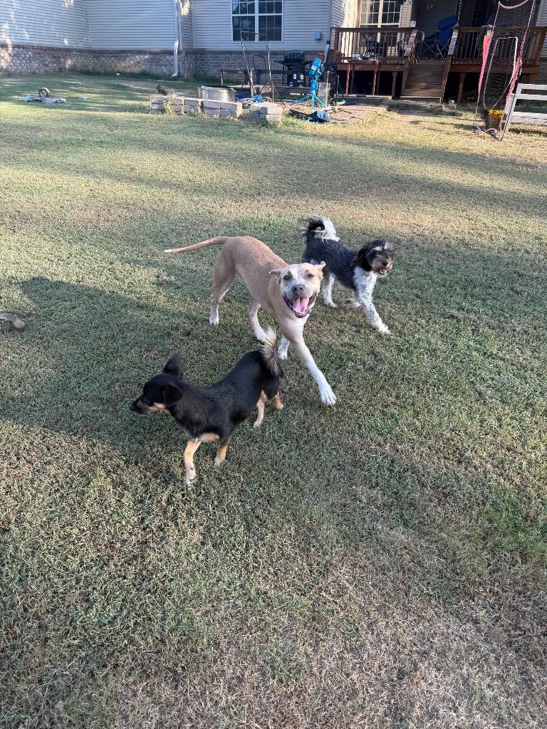 Enlarge Autumn, a Adoptable mixed breed in Little Rock, AR image 6/6