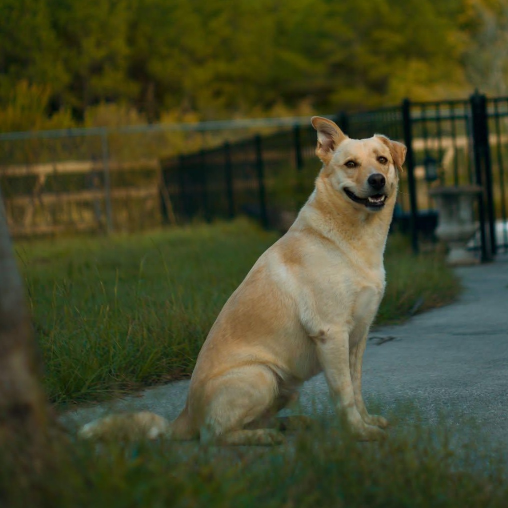 Milo Pettibone, a Adoptable mixed breed image 3/6