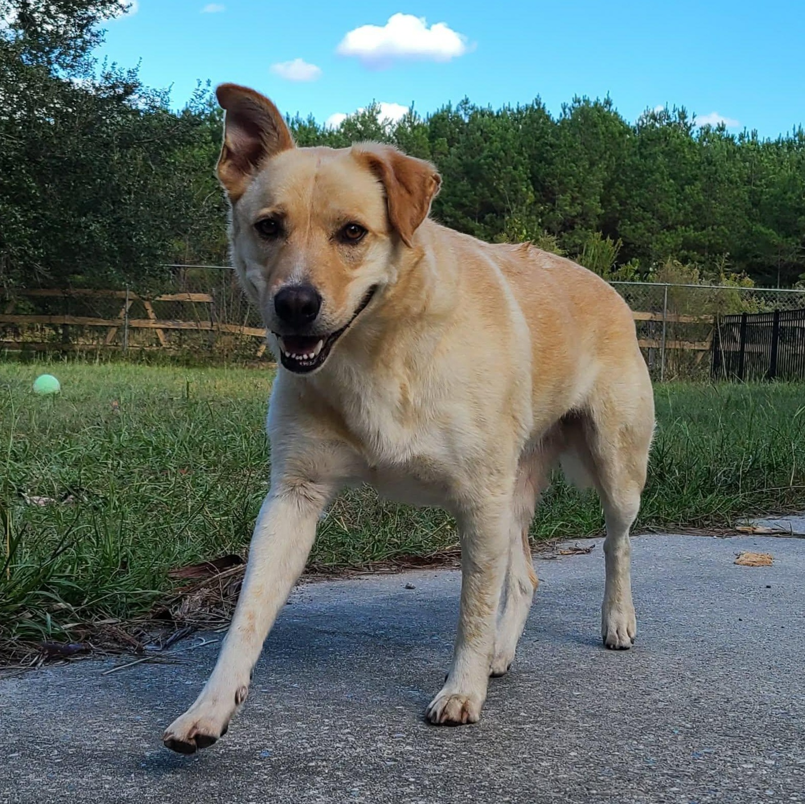 Milo Pettibone, a Adoptable mixed breed image 2/6