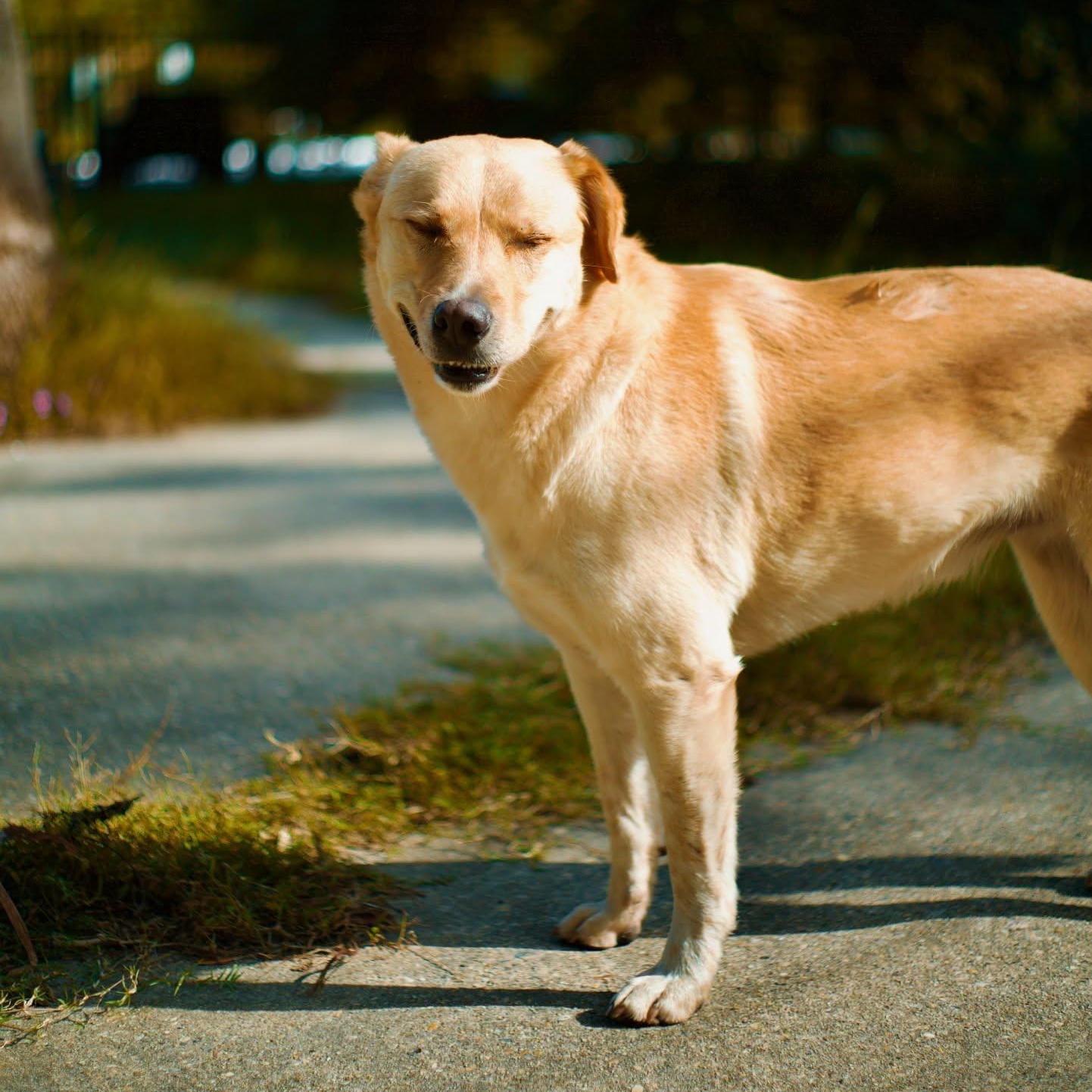 Milo Pettibone, Adoptable, Adult Male Yellow Labrador Retriever.