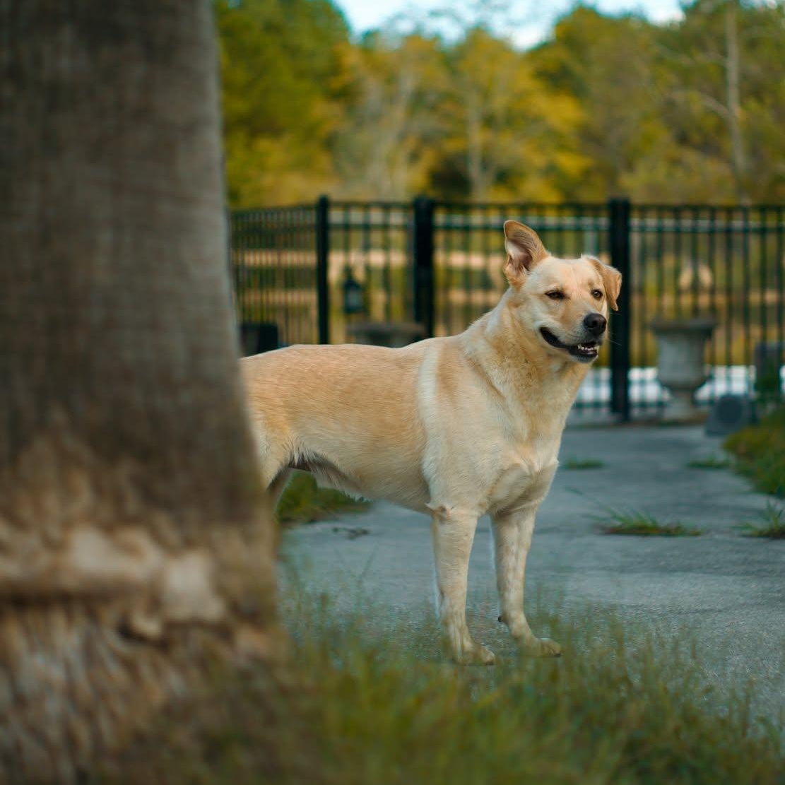 Milo Pettibone, a Adoptable mixed breed image 4/6