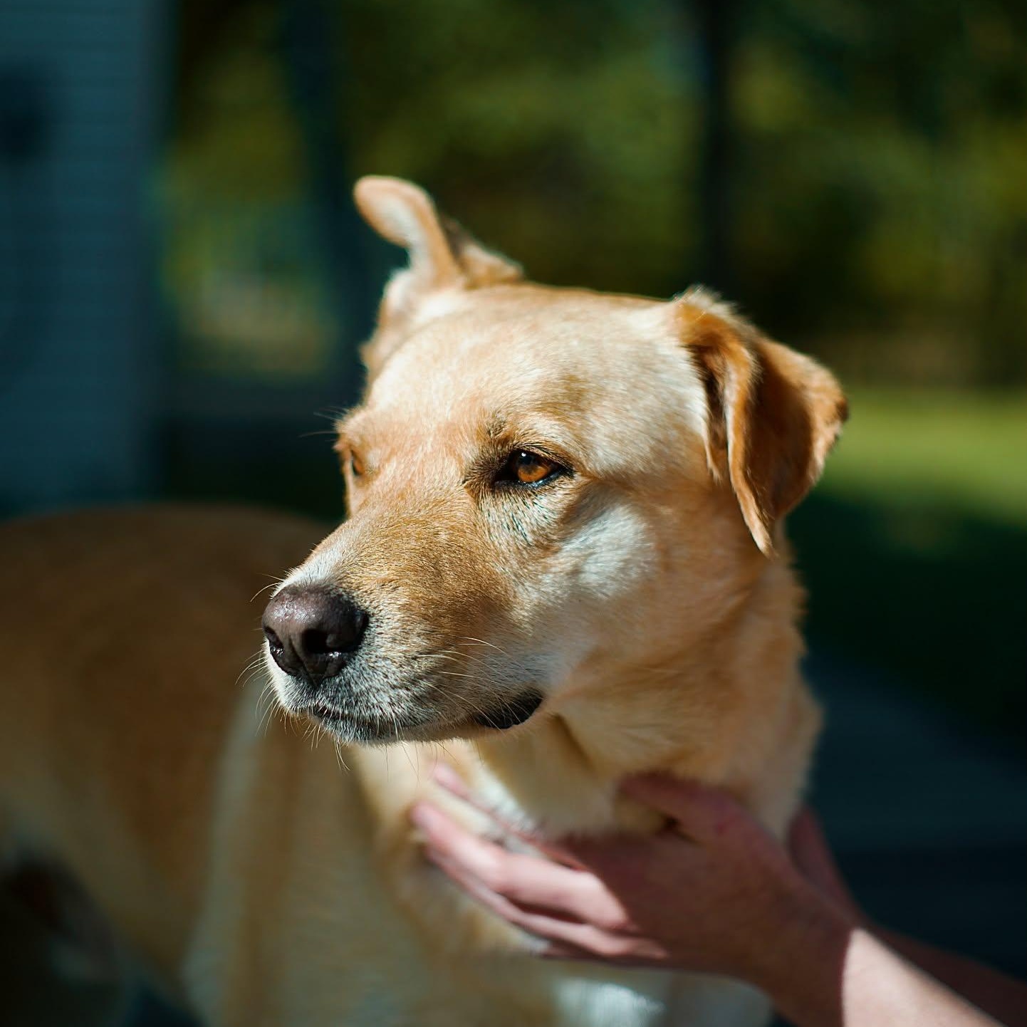 Milo Pettibone, a Adoptable mixed breed image 5/6