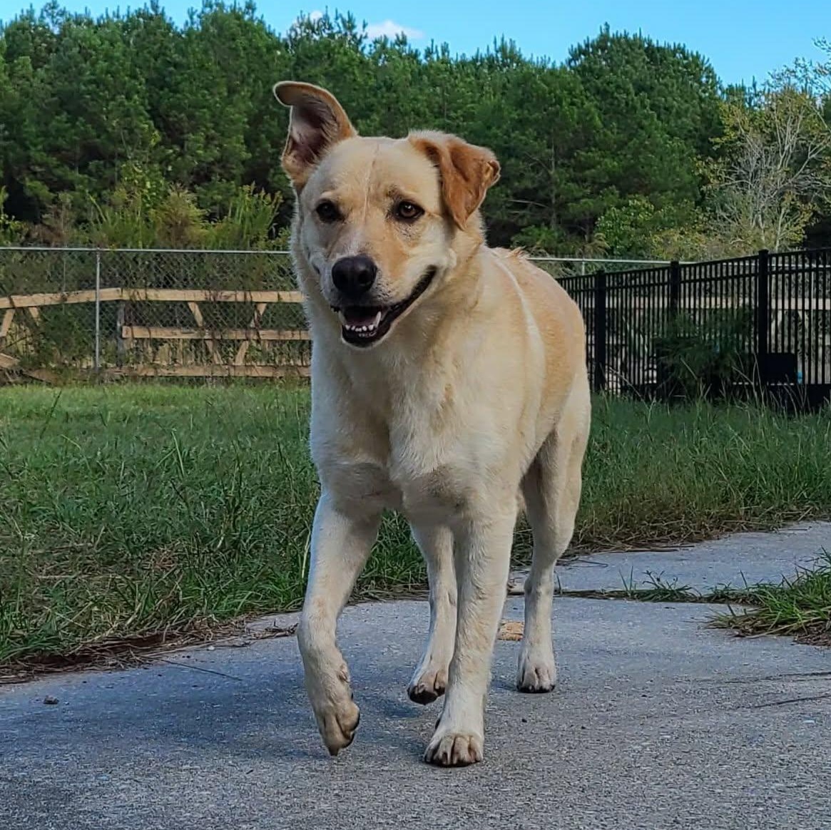 Milo Pettibone, a Adoptable mixed breed image 6/6