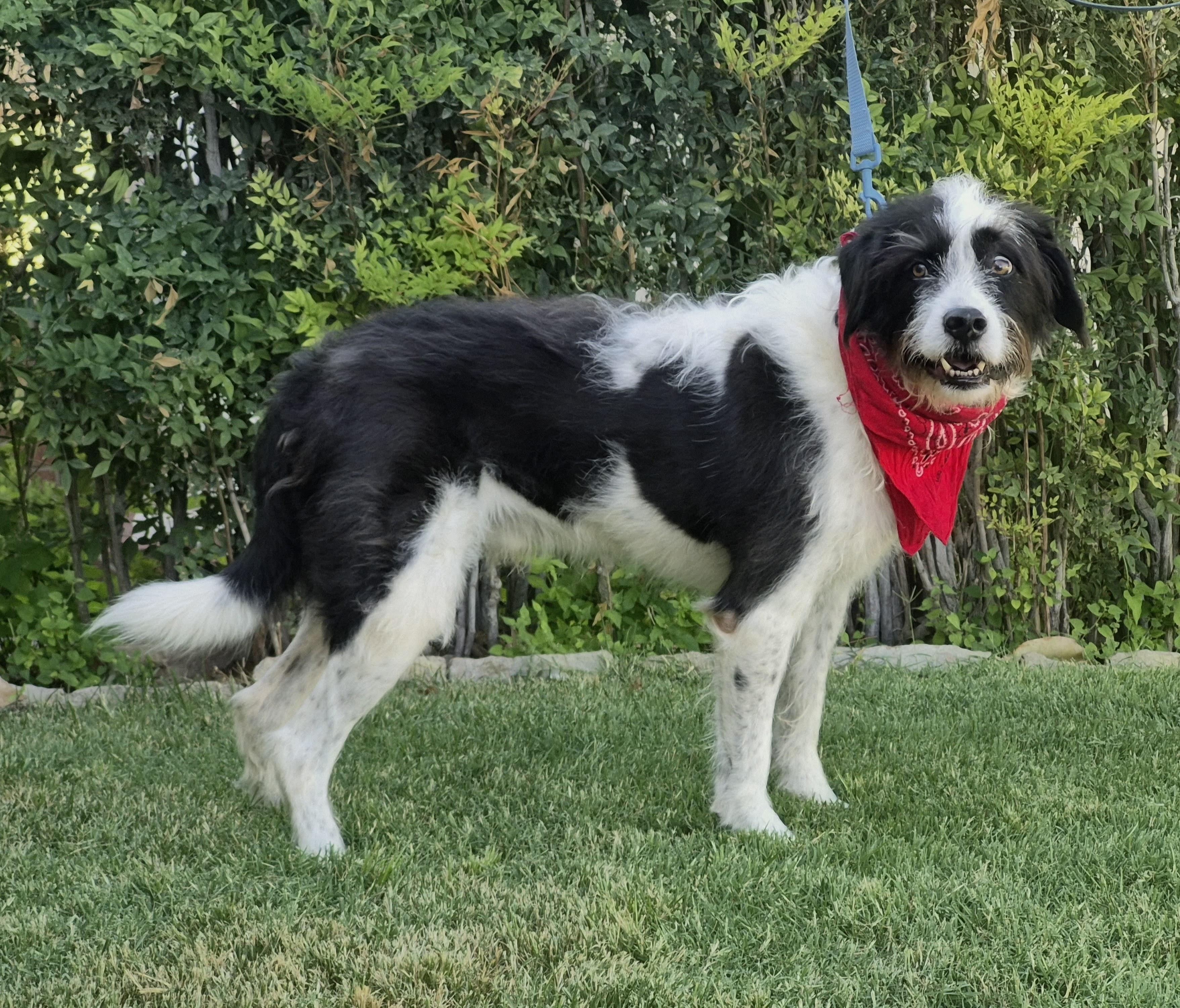Enlarge Alfie, a Adoptable mixed breed in Guthrie, OK image 1/1