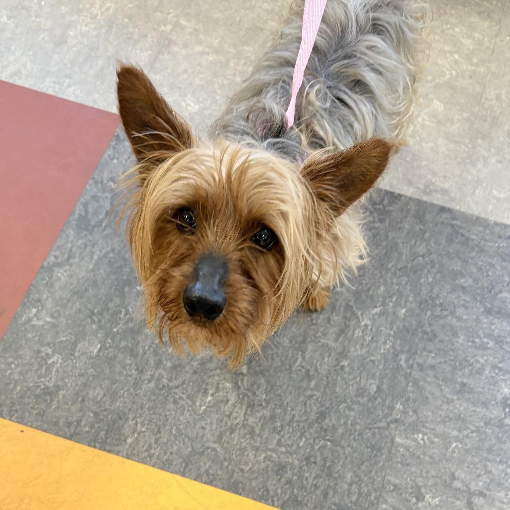 Overington, Adoptable, Adult Male Yorkshire Terrier.