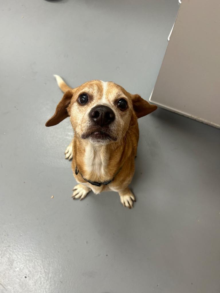 Enlarge Rocket, a Adoptable mixed breed in Hartsville, SC image 1/2