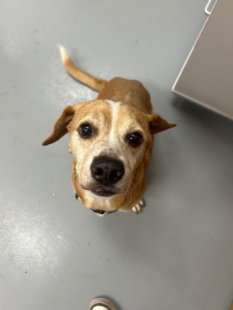 Enlarge Rocket, a Adoptable mixed breed in Hartsville, SC image 2/2