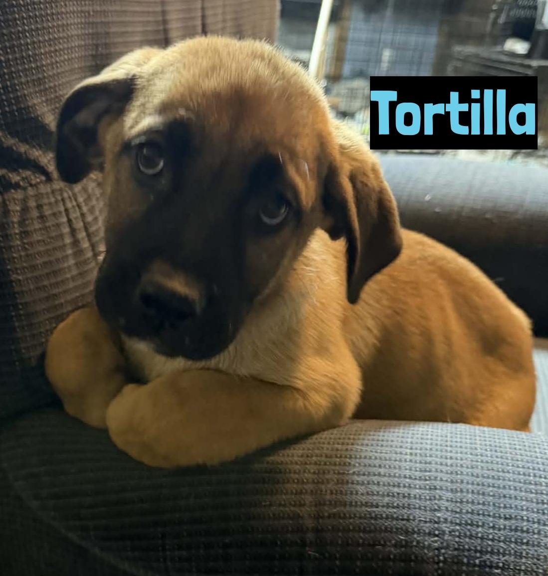Tortilla, ADOPTABLE, Puppy Male Labrador Retriever.