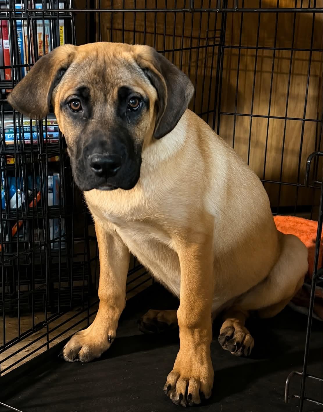 Tortilla, a ADOPTABLE mixed breed in Grand Rapids, MI image 1/2