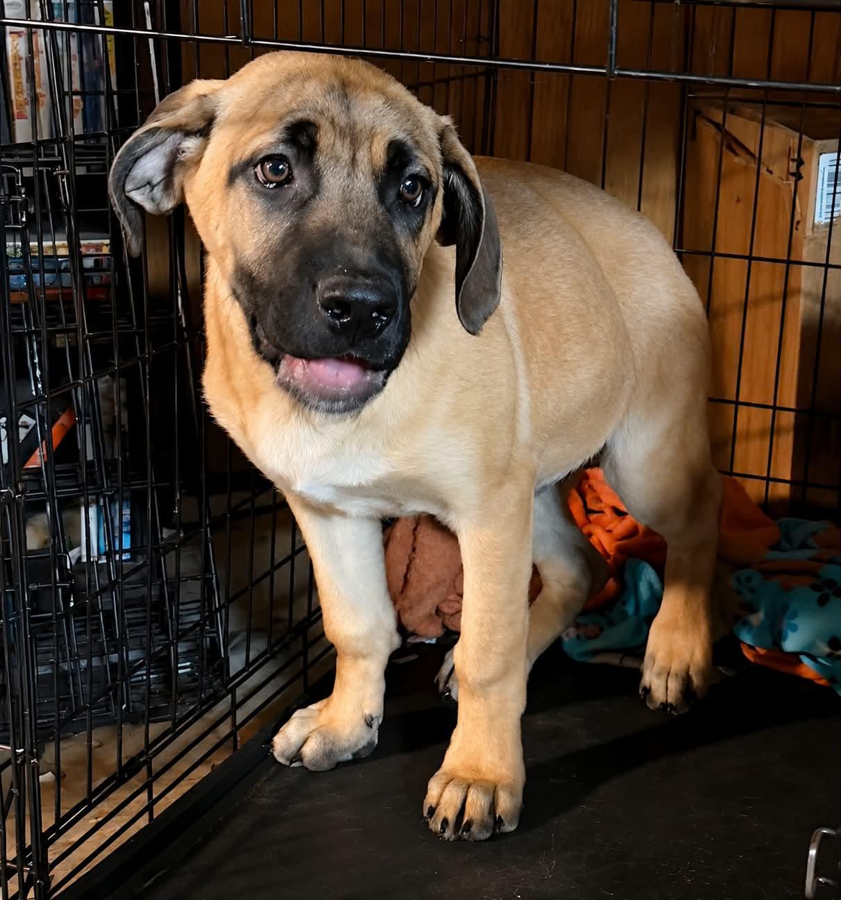 Tortilla, a ADOPTABLE mixed breed in Grand Rapids, MI image 2/2