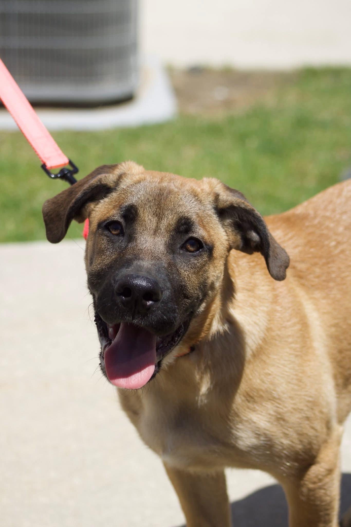 Enlarge Tortilla, an adopted mixed breed in Grand Rapids, MI image 1/3