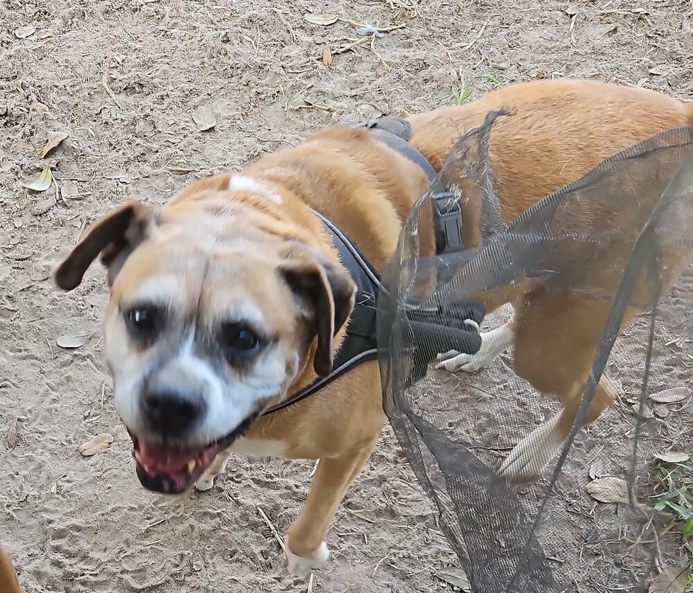 Kayla - Silver Heart, Adoptable, Senior Female Boxer.