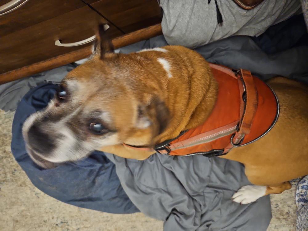 Kayla - Silver Heart, a Adoptable Boxer in Hewitt, TX image 4/5