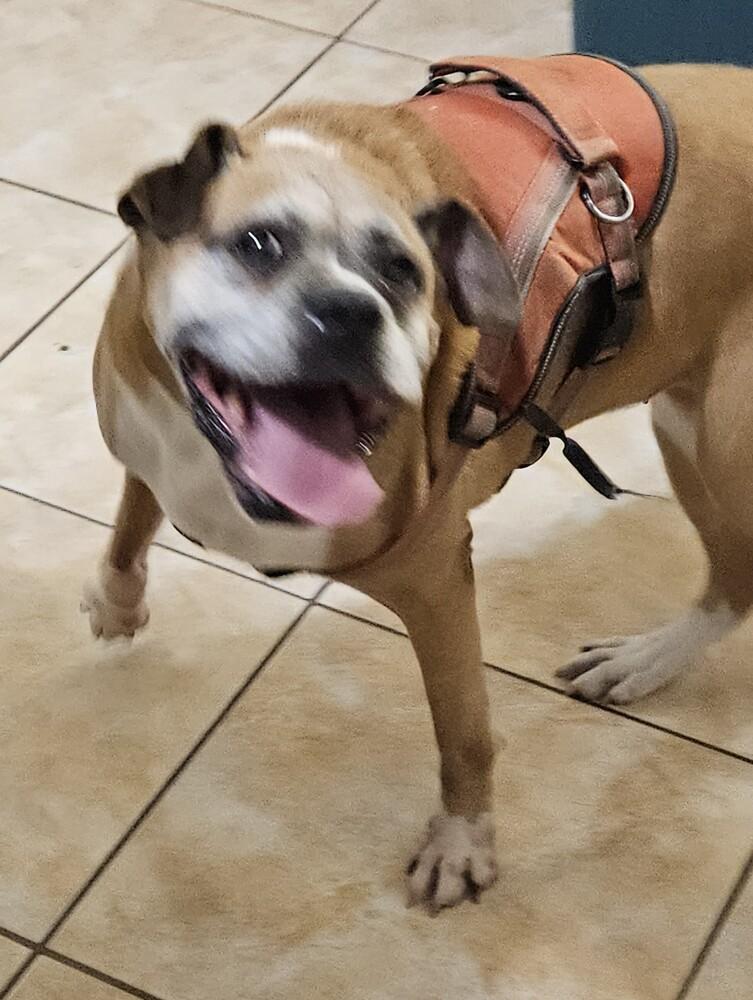 Kayla - Silver Heart, a Adoptable Boxer in Hewitt, TX image 5/5