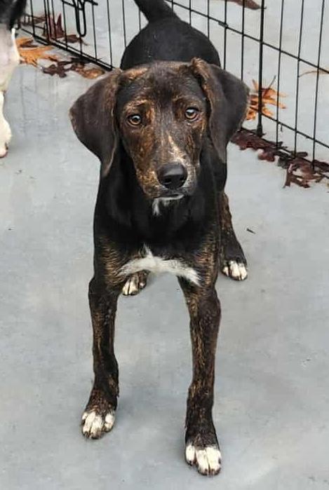 Puddin - Reduced Fee!