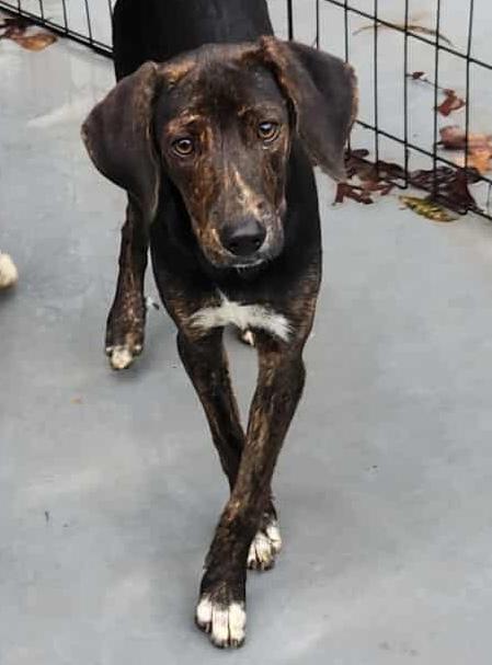 Puddin - Reduced Fee! 2