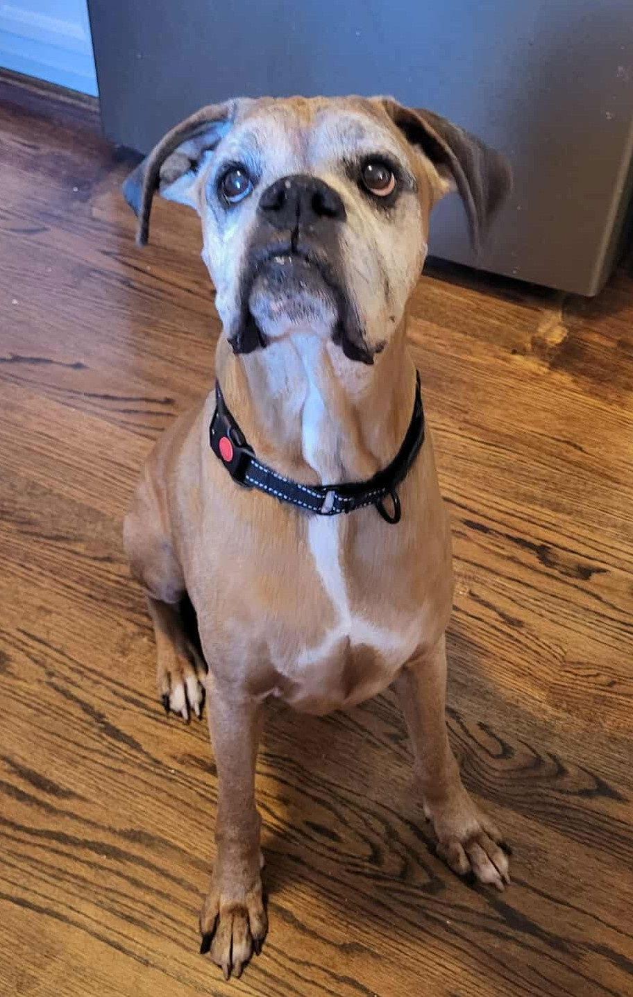 Enlarge Edgar, a Adoptable Boxer in Shakopee, MN image 1/3