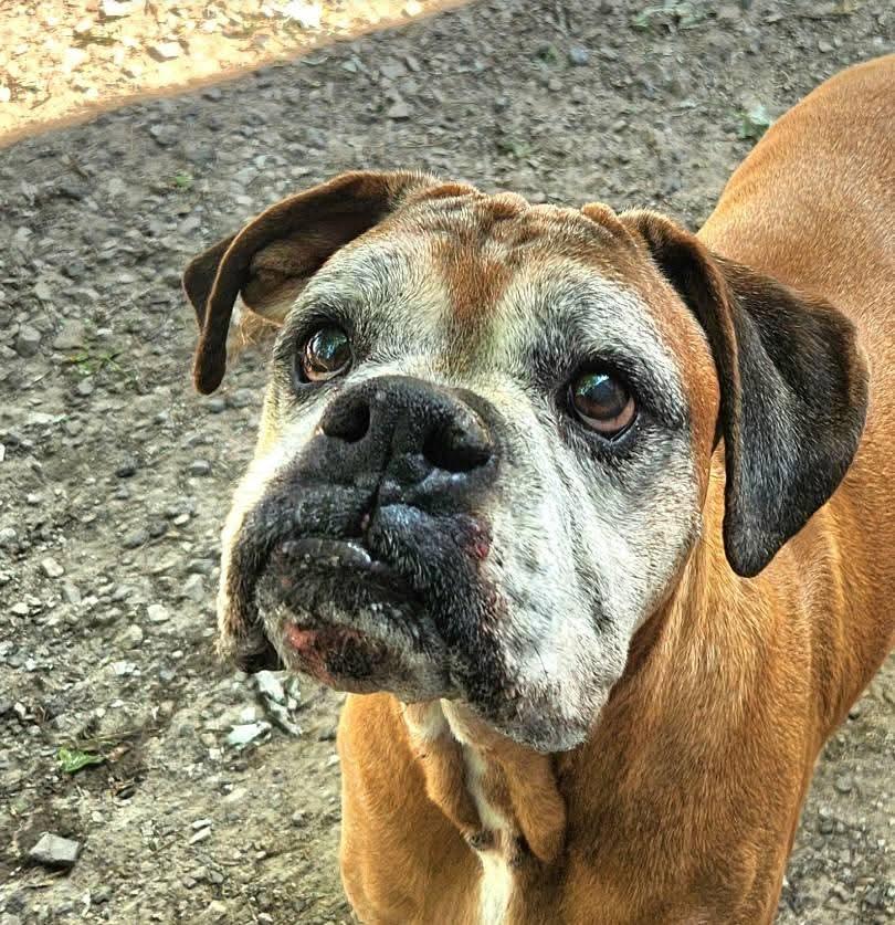 Enlarge Edgar, a Adoptable Boxer in Shakopee, MN image 2/3