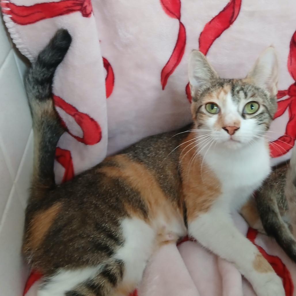 Avasarala *Meet me at Plymouth Petsmart*, Adoptable, Young Female Domestic Short Hair.
