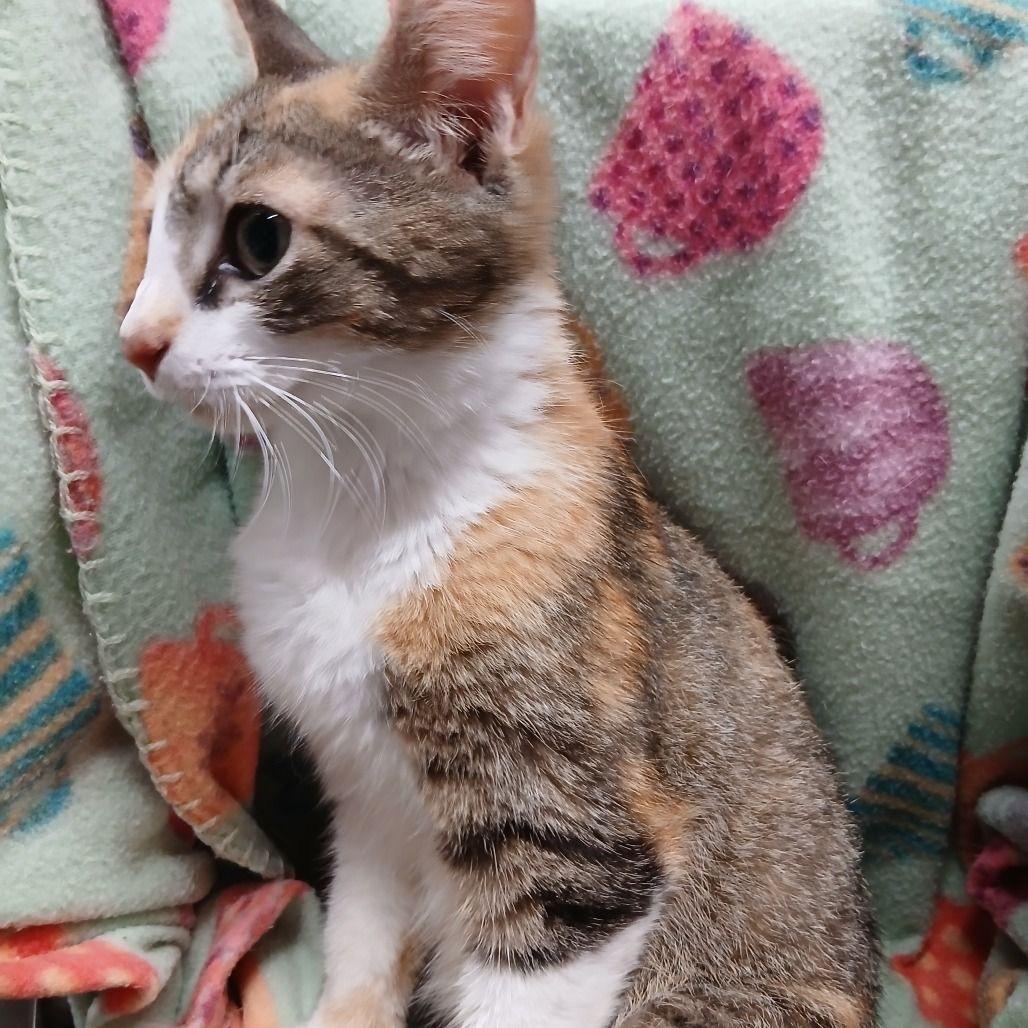 Enlarge Avasarala *Meet me at Plymouth Petsmart*, a Adoptable Domestic Short Hair in Plymouth, MN image 2/6