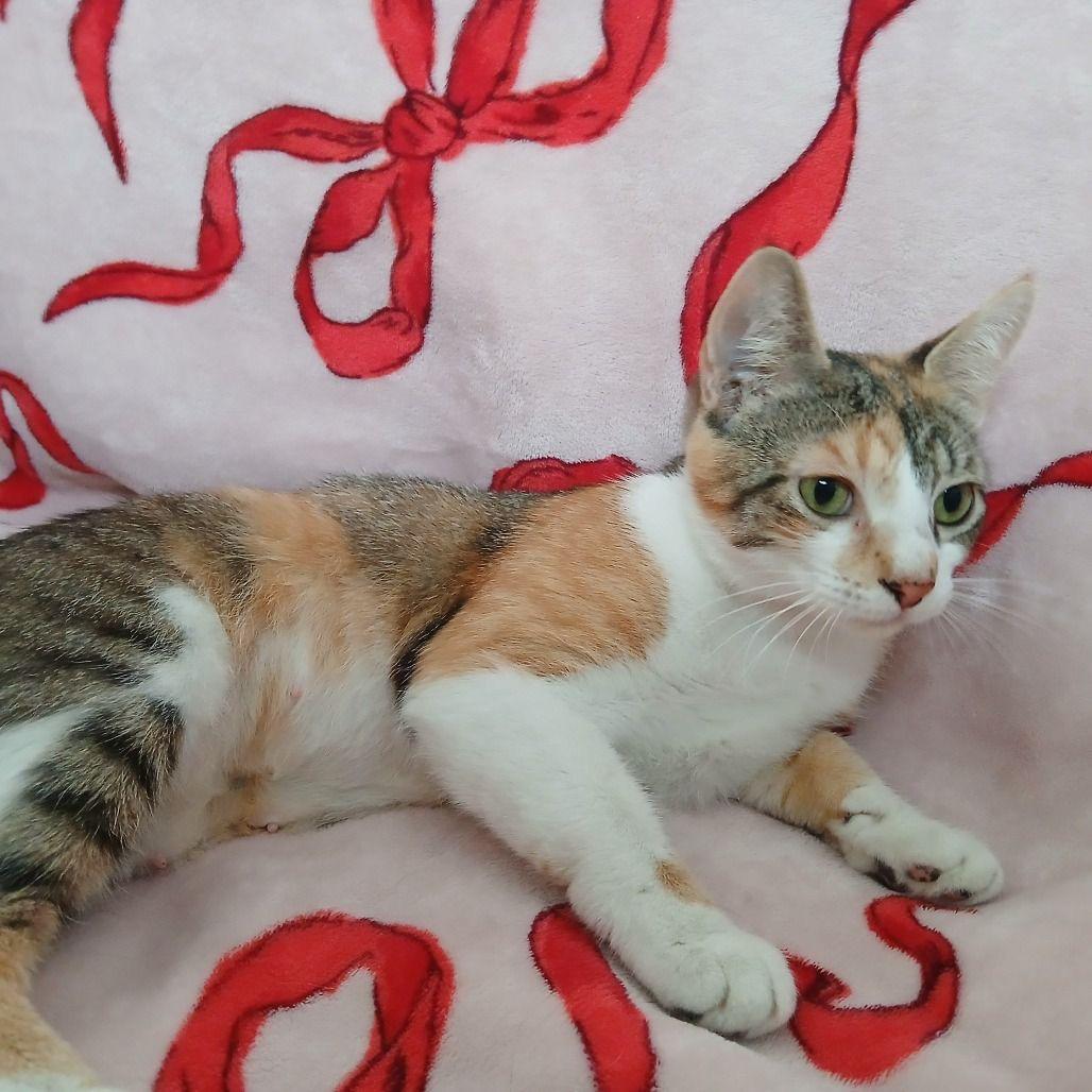 Enlarge Avasarala *Meet me at Plymouth Petsmart*, a Adoptable Domestic Short Hair in Plymouth, MN image 4/6