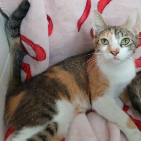 Enlarge Avasarala *Meet me at Plymouth Petsmart*, a Adoptable Domestic Short Hair in Plymouth, MN image 5/6