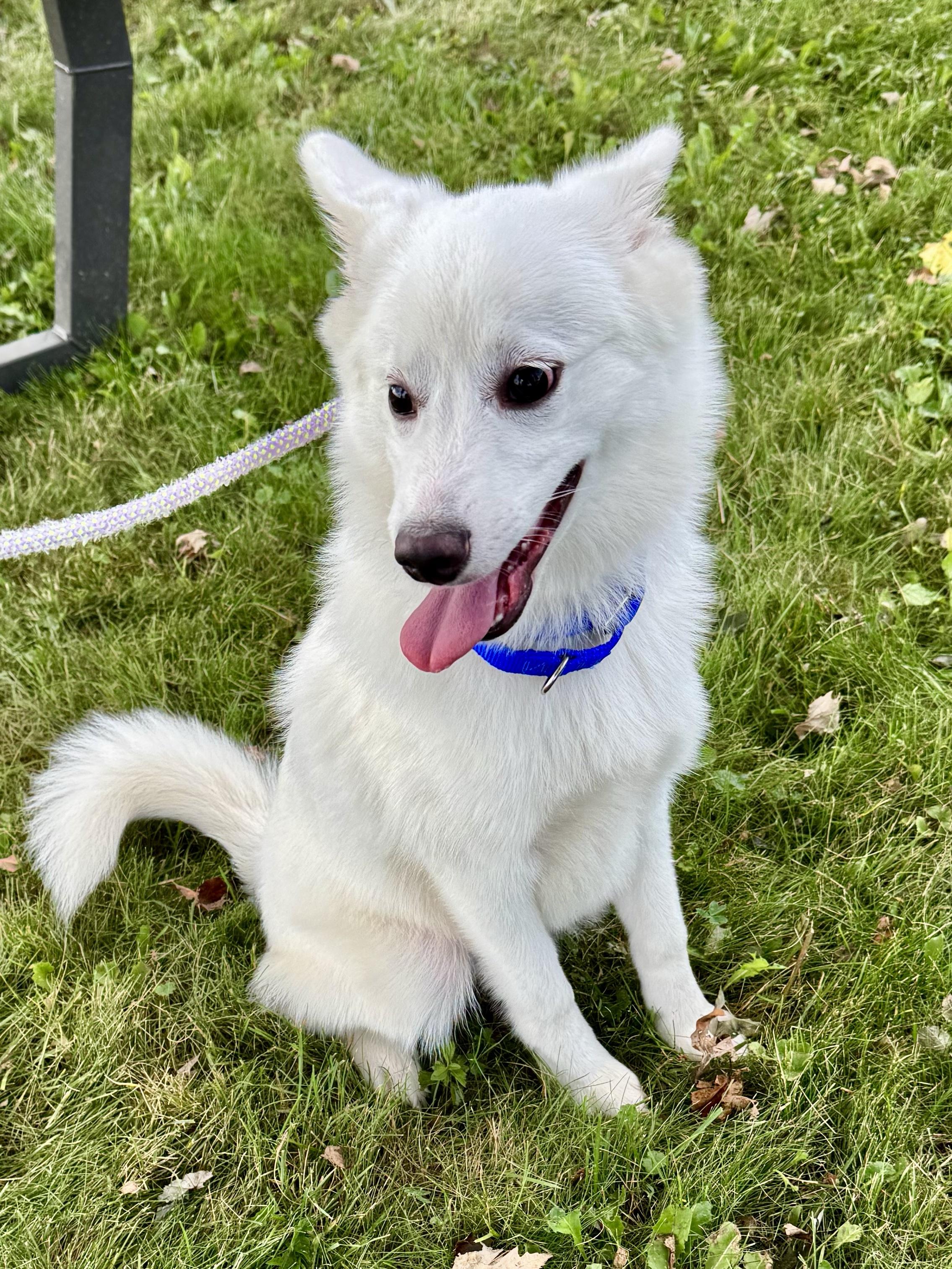 Russell, an adopted Pomsky in Midland, MI image 3/4