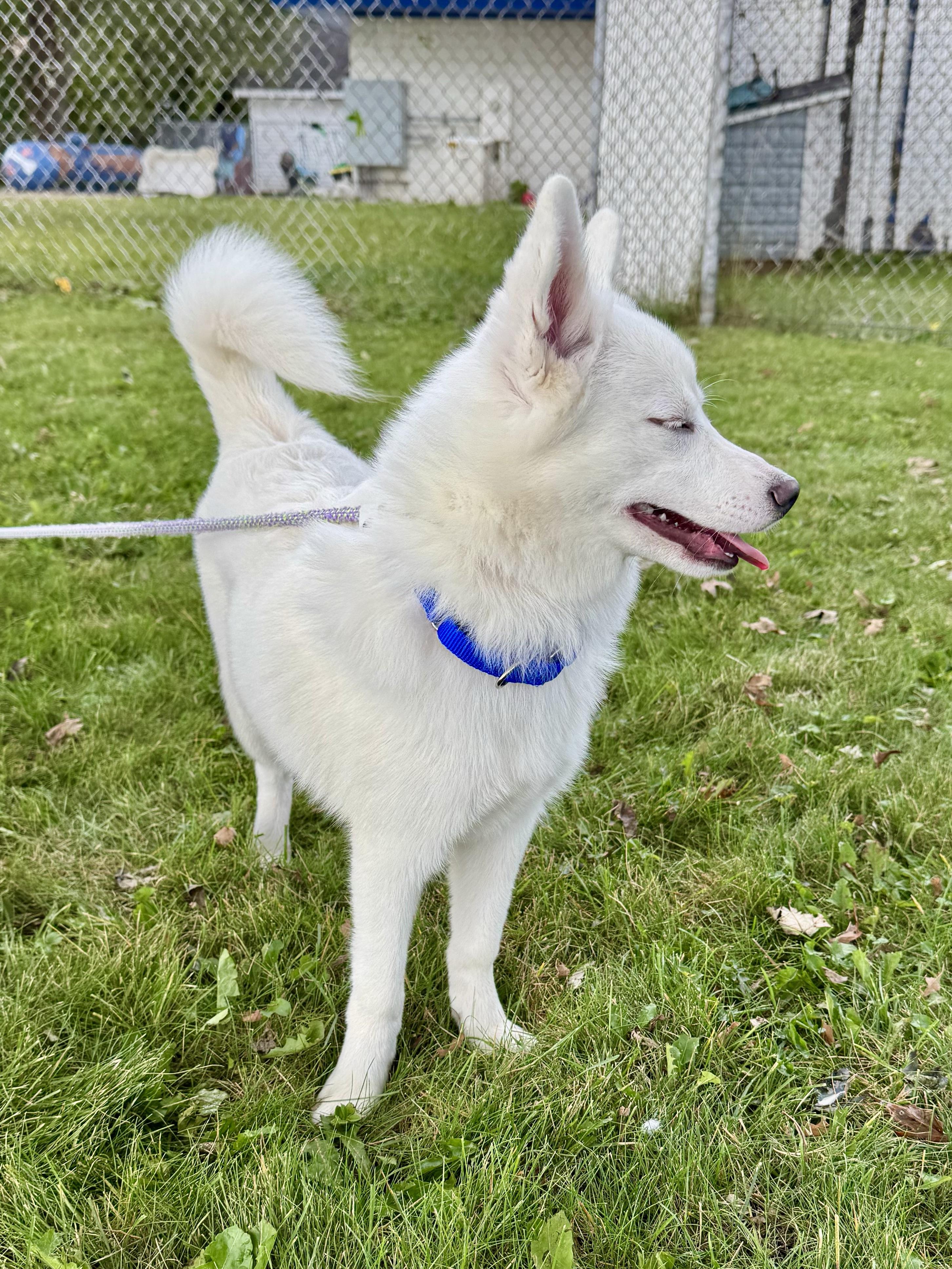 Russell, an adopted Pomsky in Midland, MI image 4/4