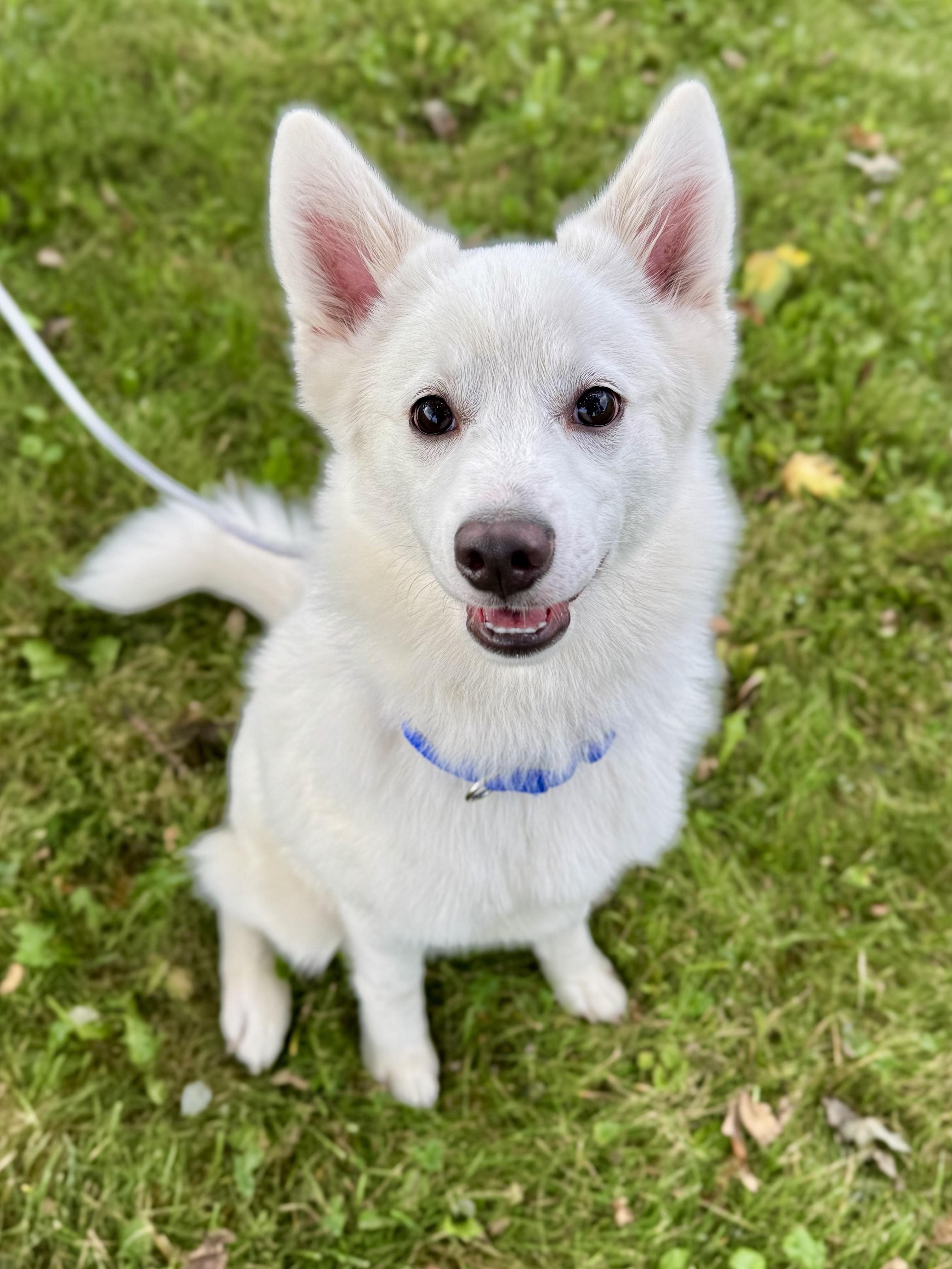 Russell, an adopted Pomsky in Midland, MI image 2/4