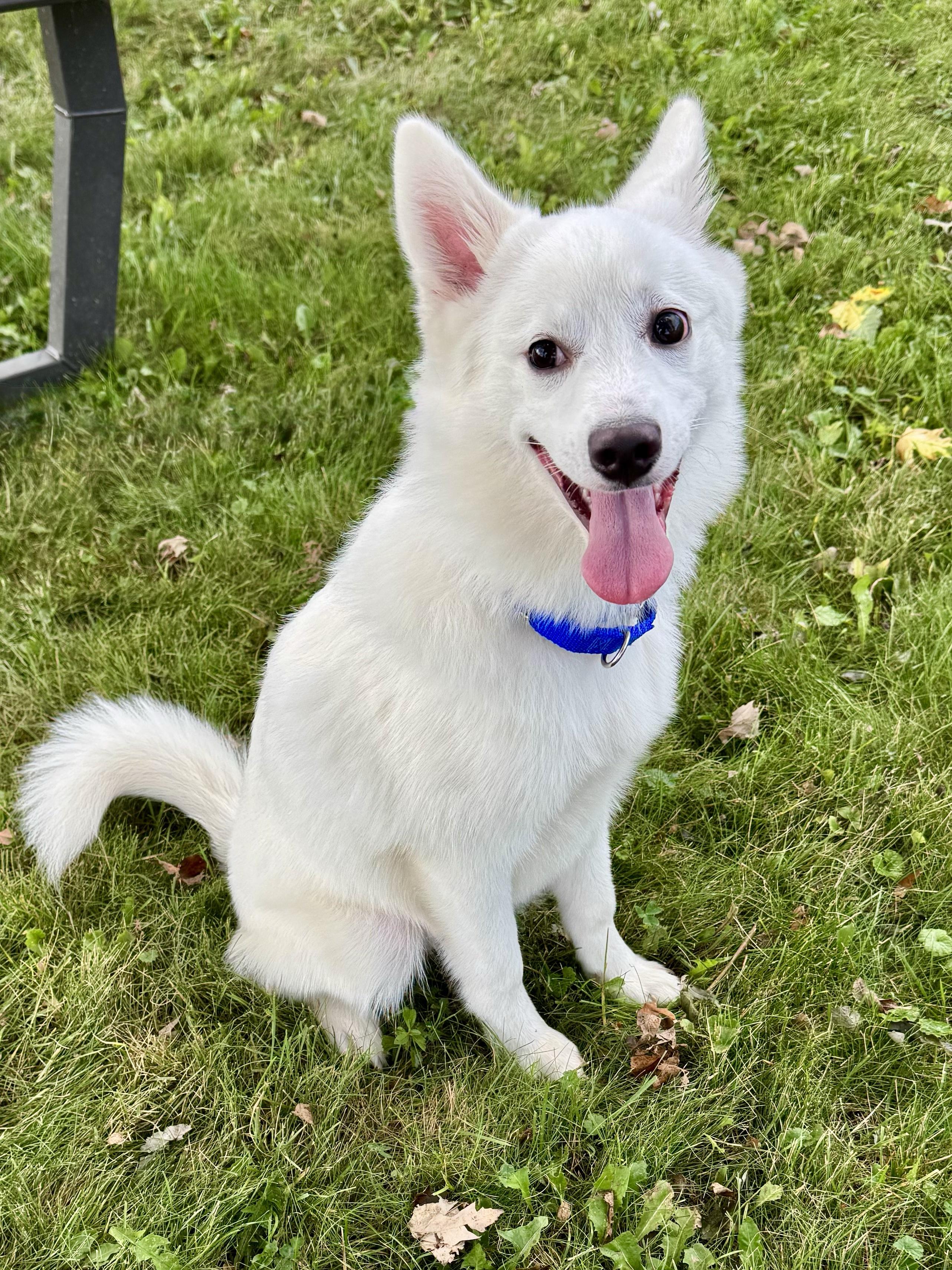 Russell, an adopted Pomsky in Midland, MI image 1/4