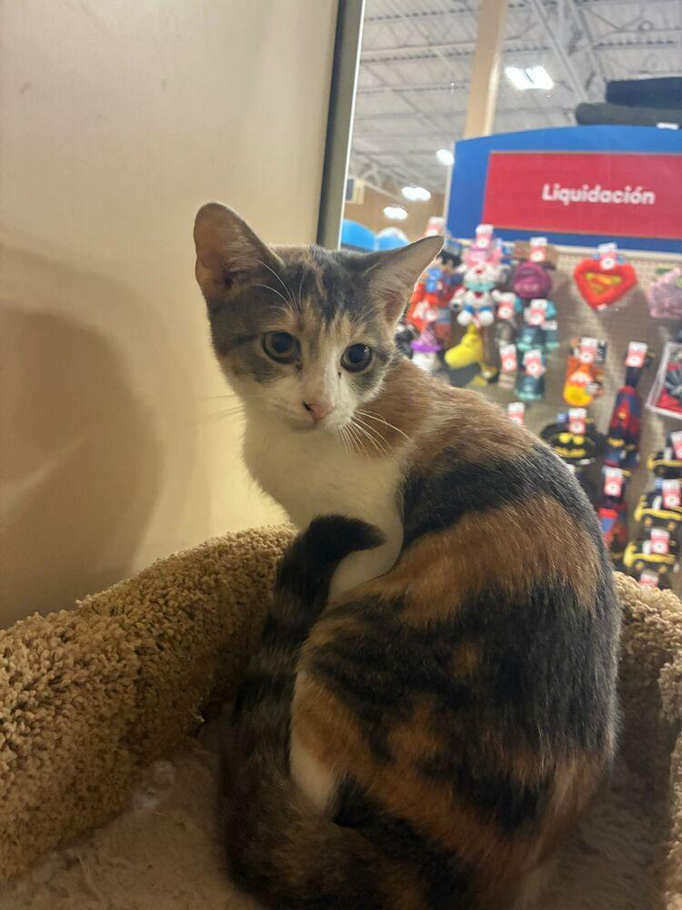 Bella, Adoptable, Young Female Domestic Short Hair.