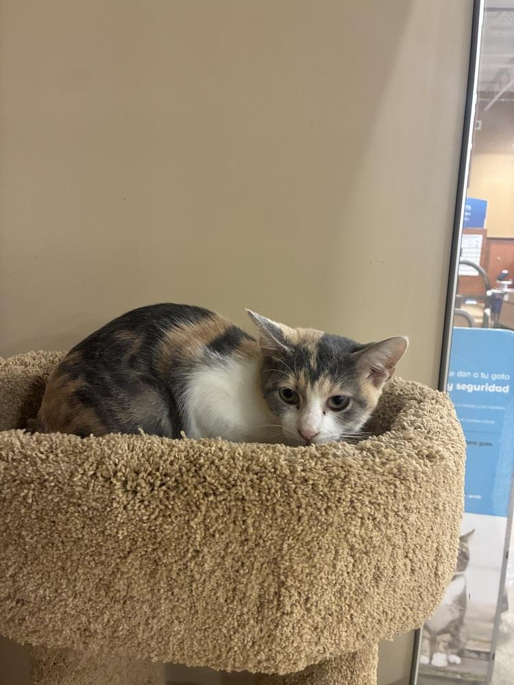 Bella, a Adoptable mixed breed in Naranjito, PR image 2/6