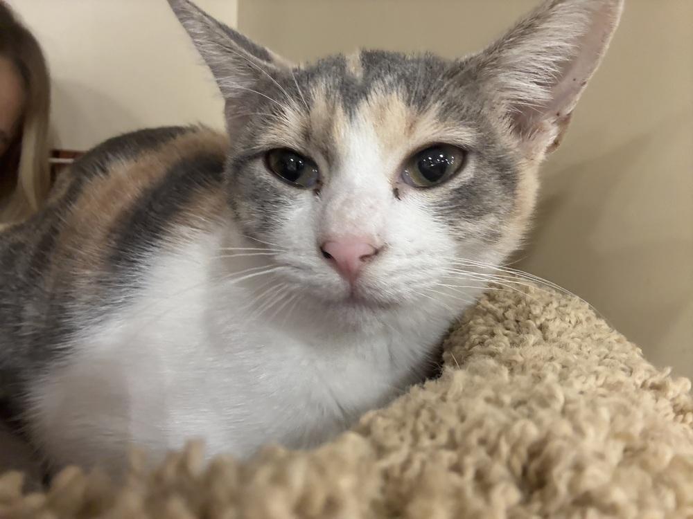 Bella, Adoptable, Young Female Domestic Short Hair.