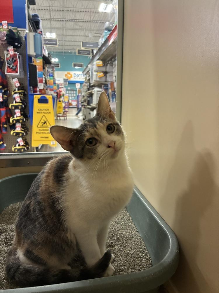 Bella, a Adoptable mixed breed in Naranjito, PR image 4/6