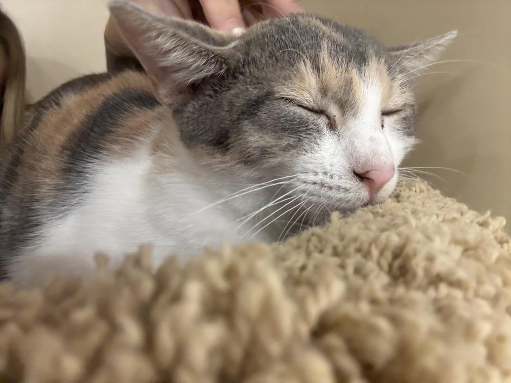 Bella, a Adoptable mixed breed in Naranjito, PR image 5/6