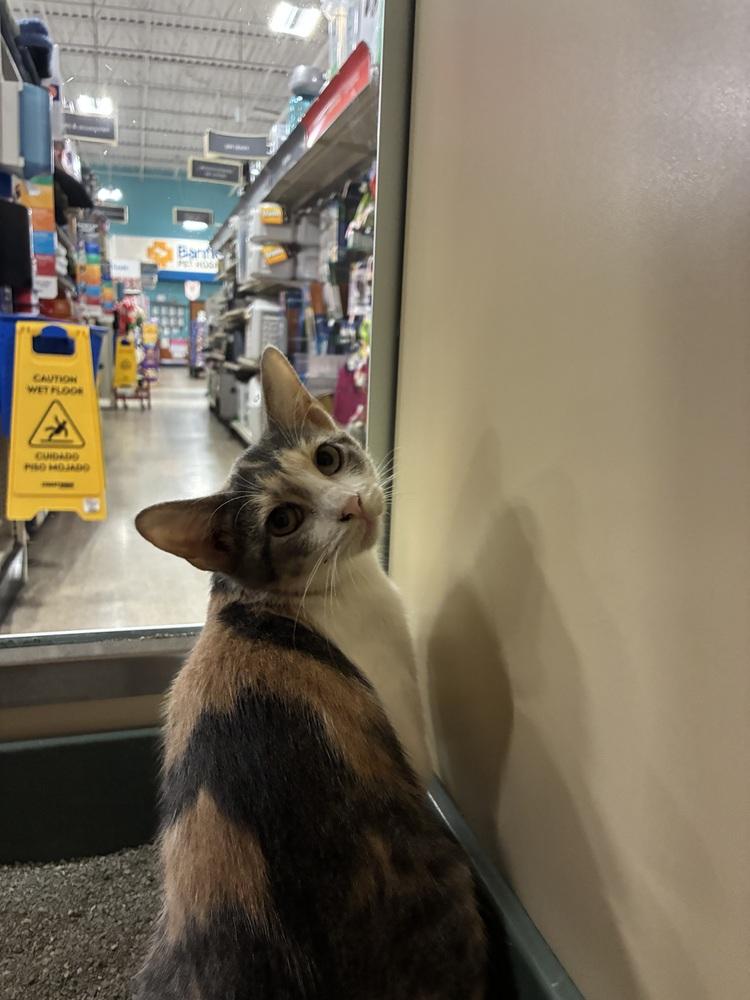 Bella, a Adoptable mixed breed in Naranjito, PR image 6/6