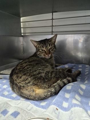 Prissa, Adoptable, Young Female Domestic Short Hair & Domestic Short Hair.