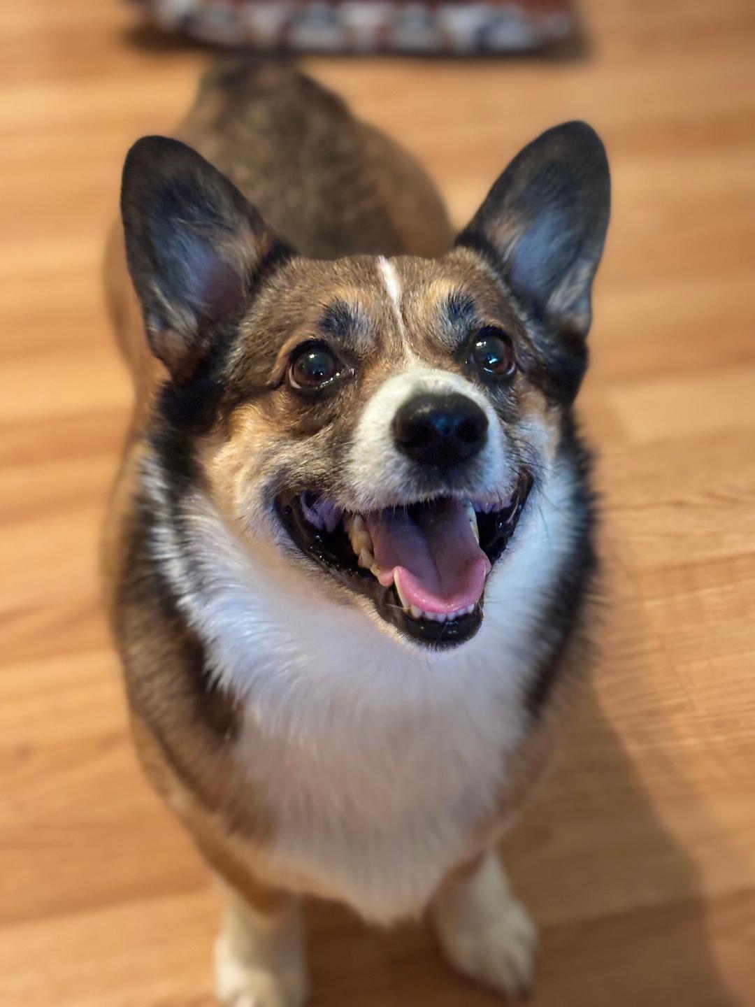 Toby