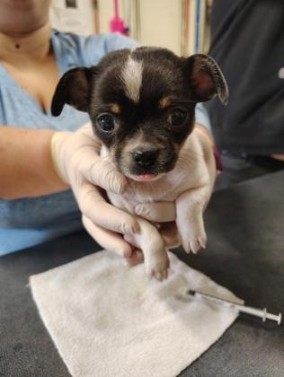 Comet, adopted, Puppy Male Chihuahua & Mixed Breed.
